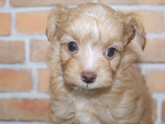 ハーフ犬 父トイ プードル 母チワワ 西尾市にある岡崎市からも近いペットショップ丸弘 マルコ ペットセンターは西三河最大級のペットショップです