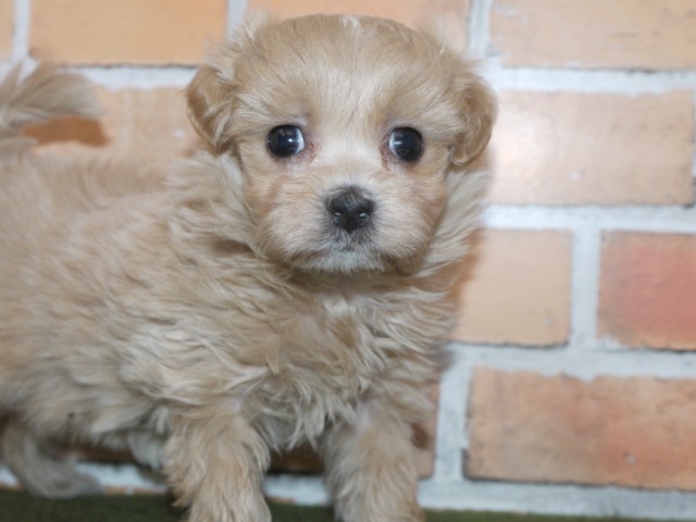 ハーフ犬 父トイ プードル 母マルチーズ 西尾市にある岡崎市からも近いペットショップ丸弘 マルコ ペットセンターは西三河最大級のペットショップです