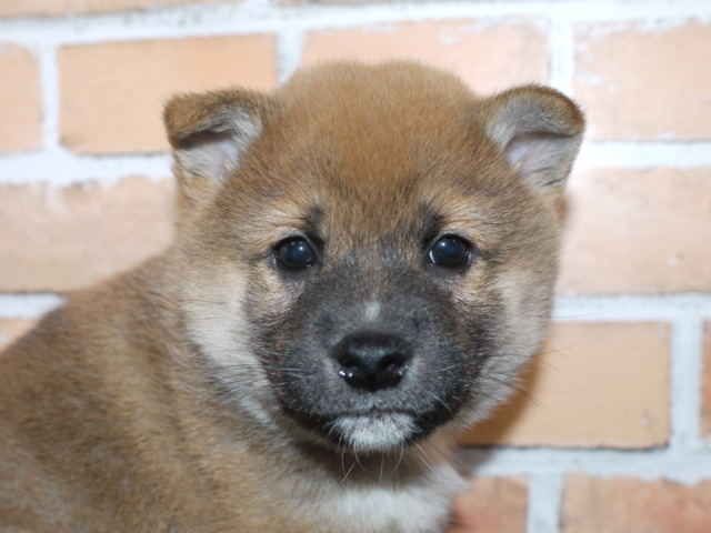 柴犬