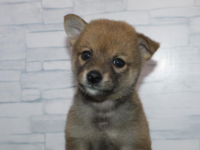 柴犬