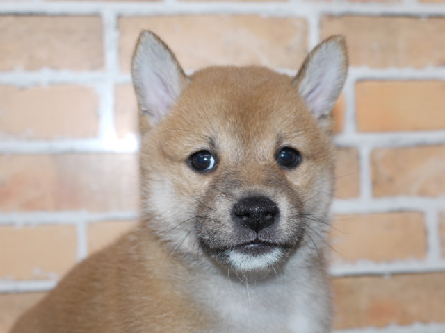柴犬