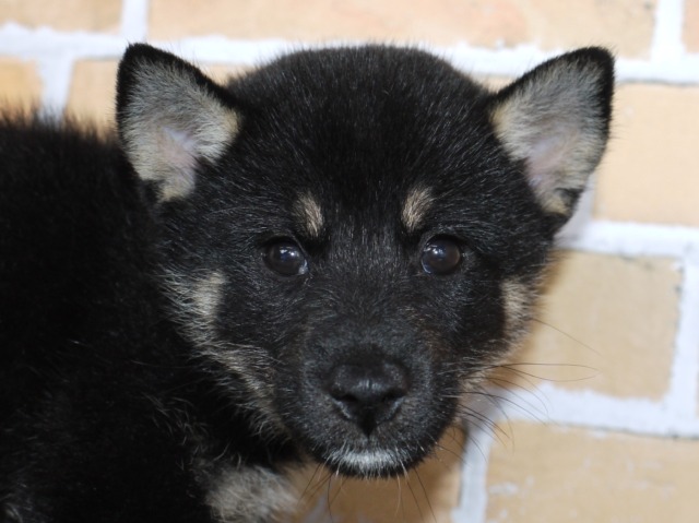 柴犬