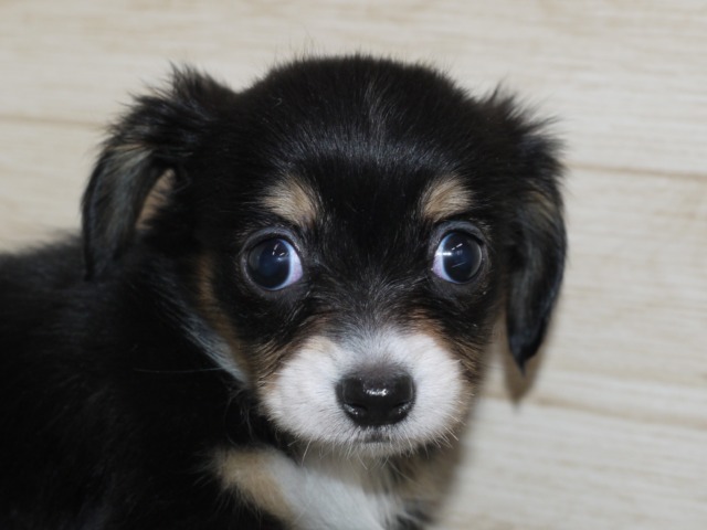 ハーフ犬　父チワワ　母ミニチュア　ダックス