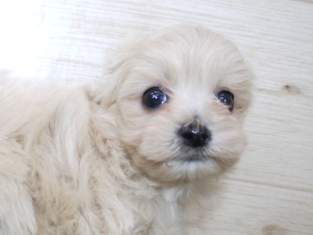 ハーフ犬（父親トイ・プードル　母親マルチーズ）