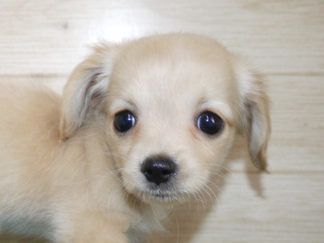ハーフ犬(父親チワワ 母親カニンヘン・ダックス)