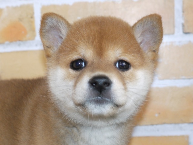 豆柴