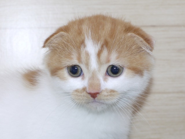 スコティッシュ・フォールド