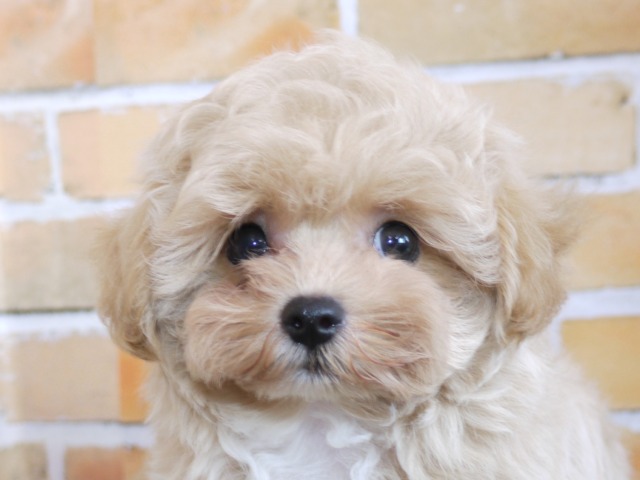ハーフ犬（父親トイ・プードル　母親マルチーズ）