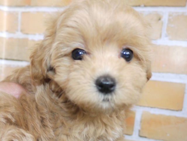 ハーフ犬（父親マルチーズ　母親トイ・プードル）