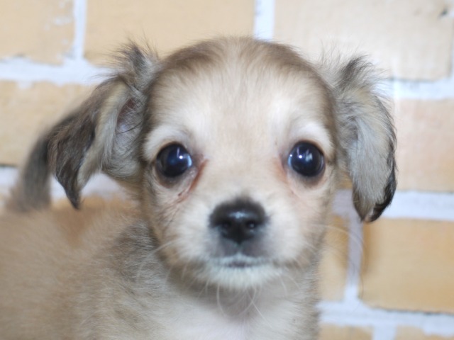 ハーフ犬（父親チワワ　母親ミニチュア・ダックス）