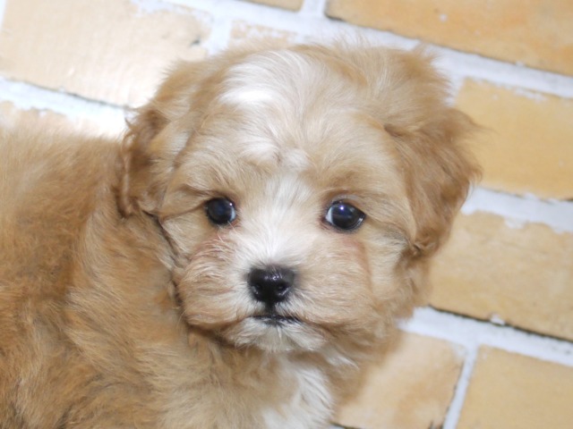 ハーフ犬（父親マルチーズ　母親トイ・プードル）
