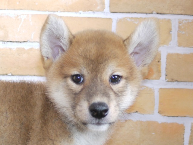 柴犬