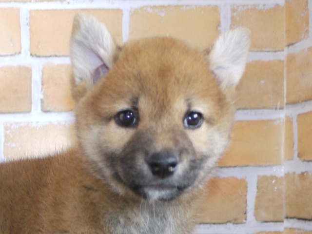 柴犬