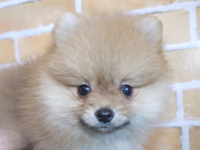 ポメラニアン