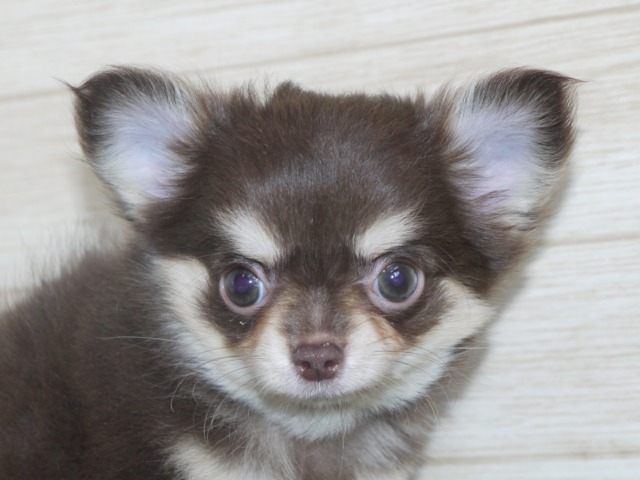 チワワ