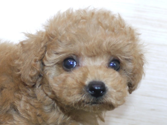 ハーフ犬（父親マルチーズ　母親トイ・プードル）
