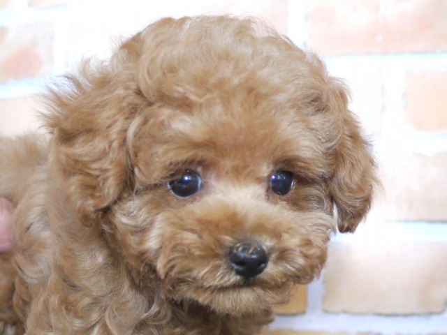 トイ・プードル