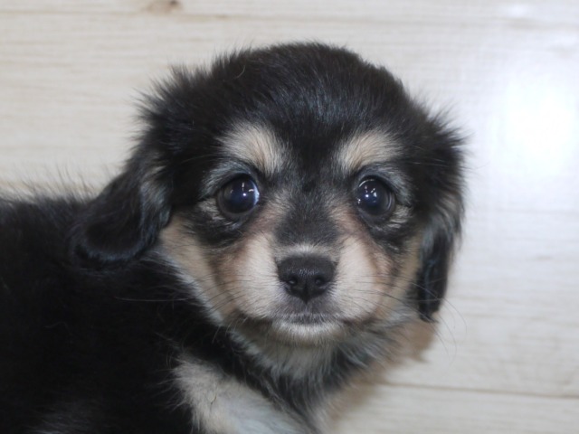 ハーフ犬（父親チワワ　母親ミニチュア・ダックス）