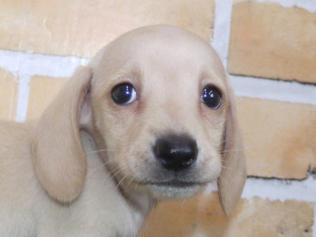 ミニチュア　ダックス（スムース）