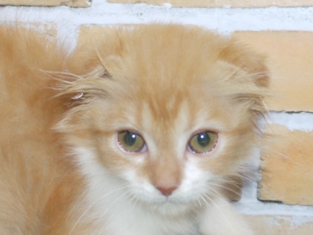 スコティッシュ・フォールド　折耳　ロング