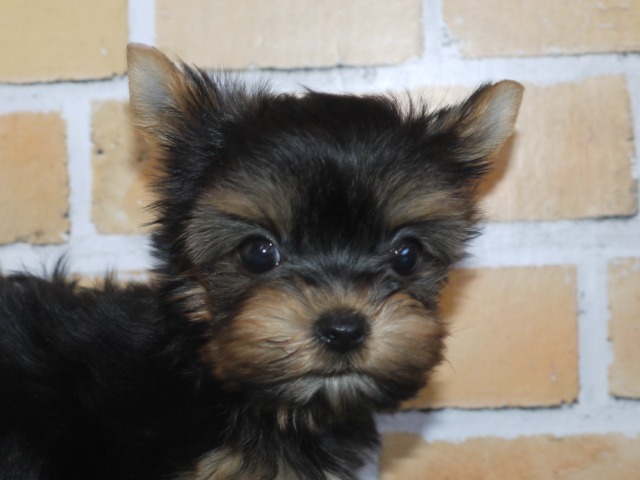 ヨークシャー・テリア