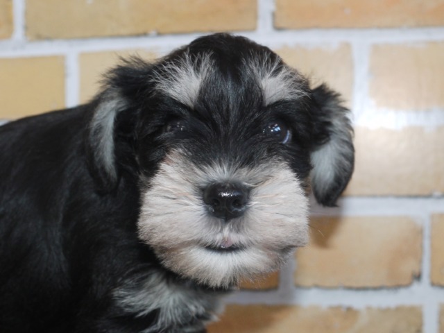 ミニチュア・シュナウザー