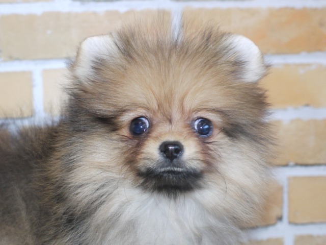 小柄なポメラニアン