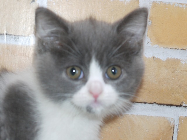 ブリティッシュ・ショートヘア