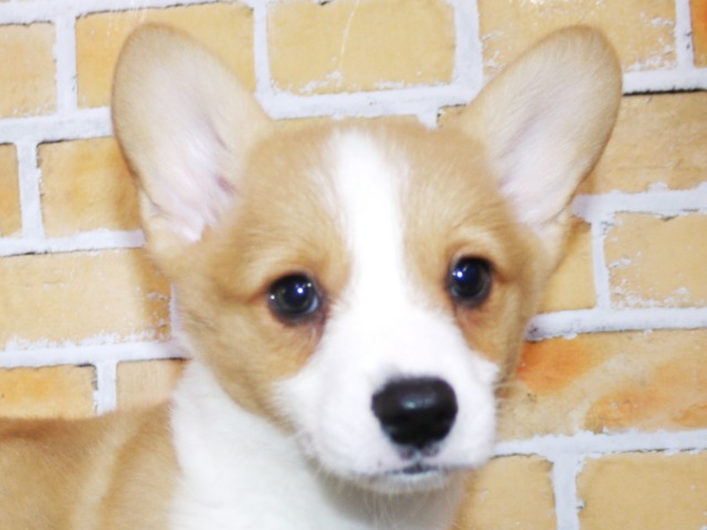 ウェルシュ・コーギー・ペンブローク