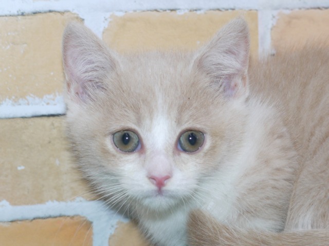 マンチカン　ショートヘア　（短足）