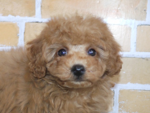 トイ・プードル