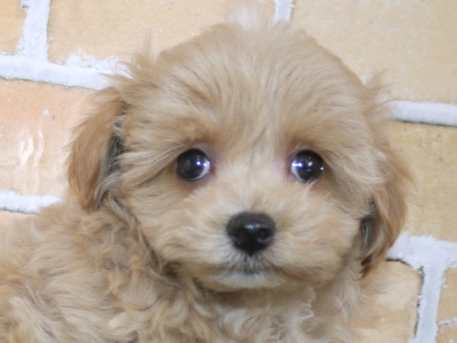 ハーフ犬（父親マルチーズ　母親トイ・プードル）