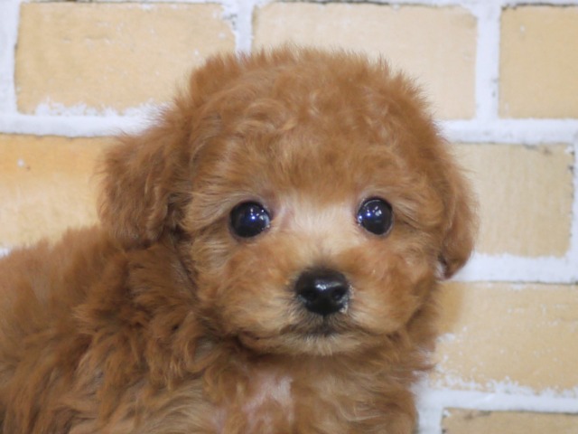 トイ・プードル