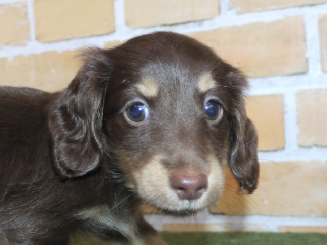 ミニチュア　ダックス