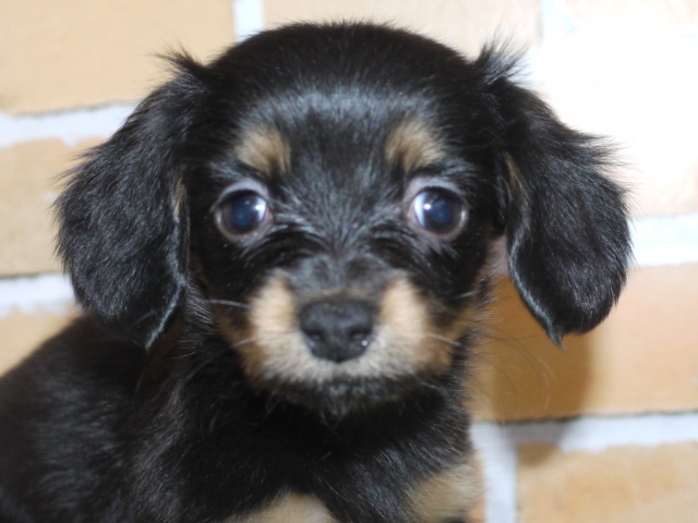 ハーフ犬（父親チワワ　母親ミニチュア・ダックス）