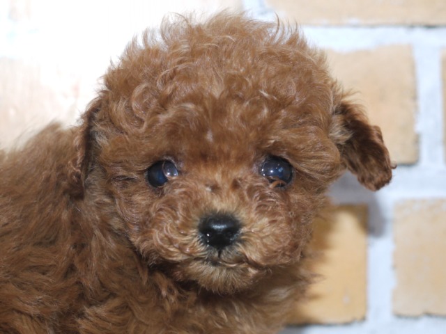 トイ・プードル