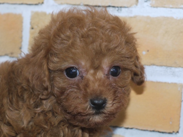 トイ・プードル