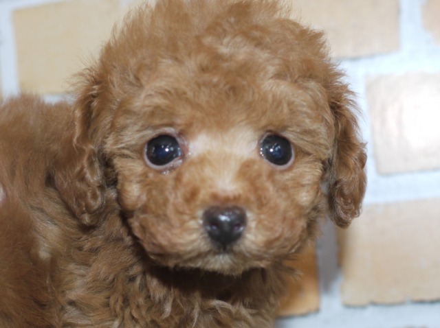 トイ・プードル（ティーカップサイズ）