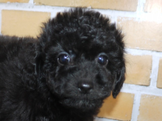 トイ・プードル