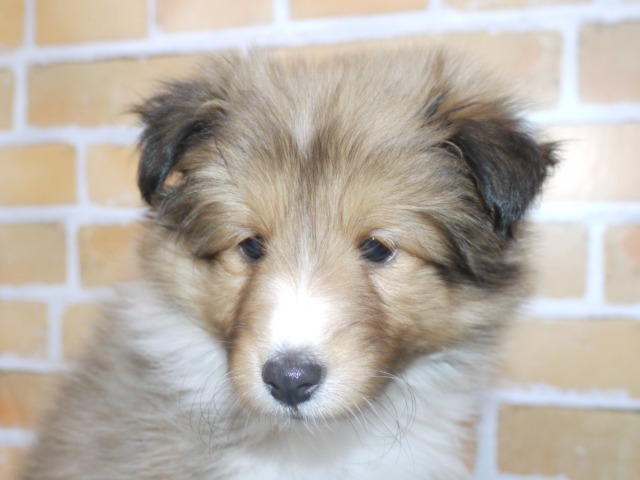 シェットランド・シープドッグ