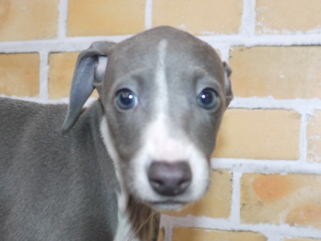イタリアン・グレイハウンド