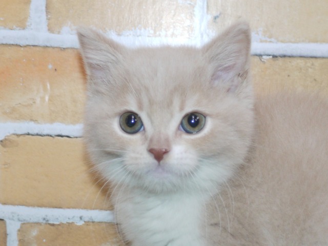 スコティッシュ・フォールド