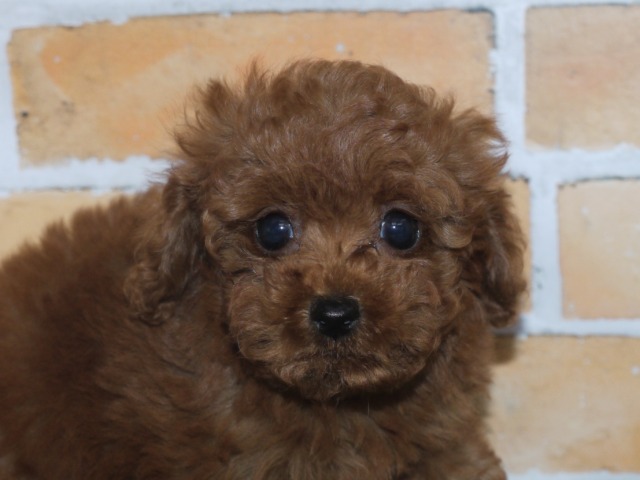 トイ・プードル