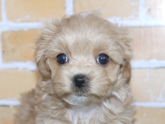 ハーフ犬(父親マルチーズ 母親トイ・プードル)