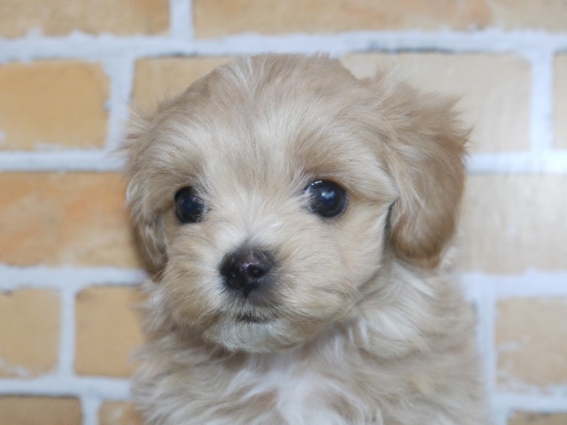 ハーフ犬(父親マルチーズ 母親トイ・プードル)