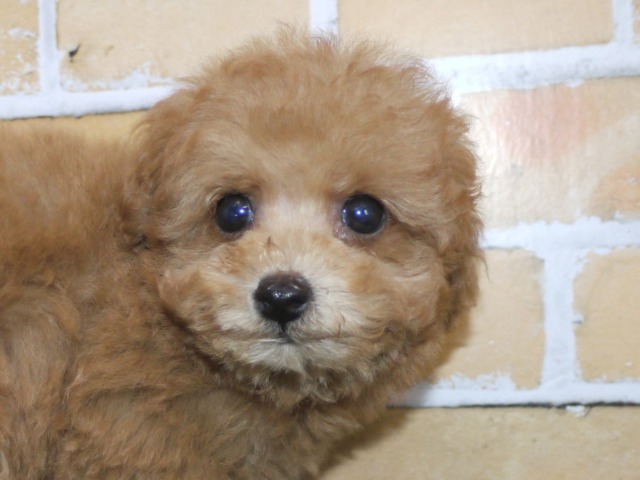 トイ・プードル