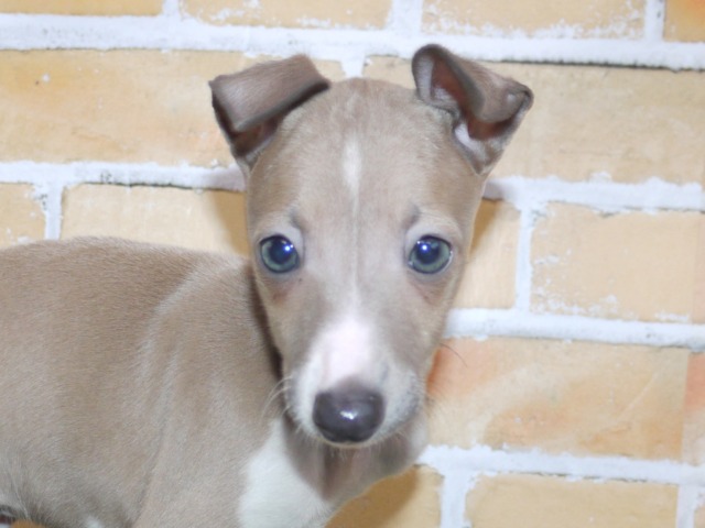 イタリアン・グレイハウンド