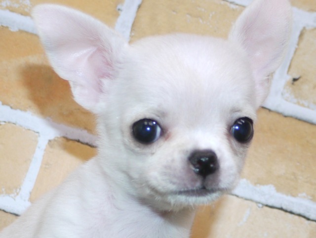 スムース　チワワ