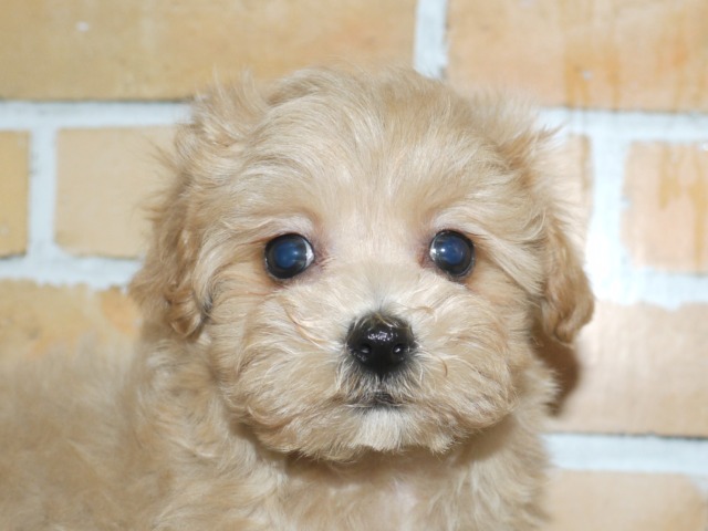 ハーフ犬（父親トイ・プード　母親マルチーズ）