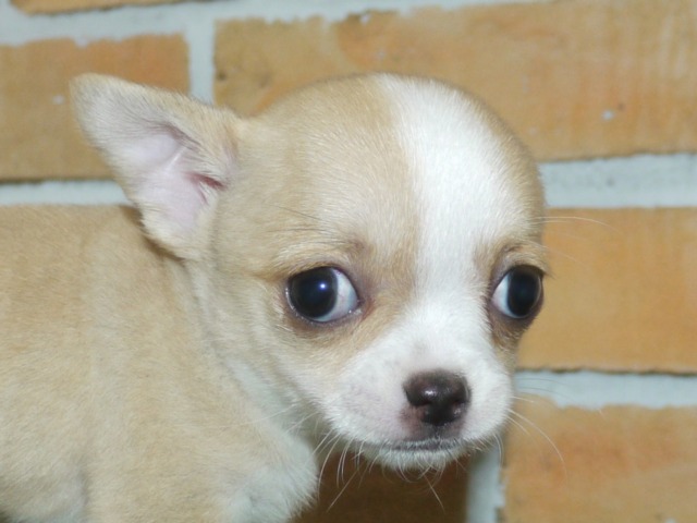 スムース　チワワ